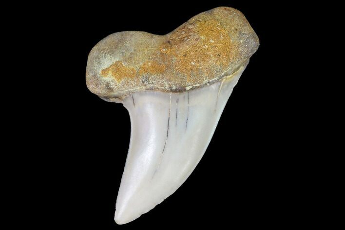 Mako Shark Tooth Fossil - Sharktooth Hill, CA #94706